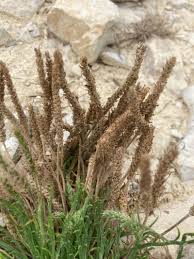 Image result for Coronopus