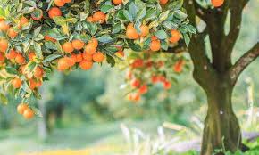 Maybe you would like to learn more about one of these? Fighting Hunger With Fruit The New Orleans Fruit Tree Project Food Tank