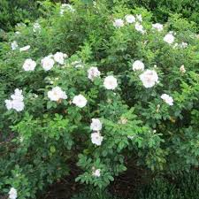 Rose of Sharon