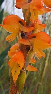 Image result for Satyrium confusum