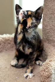 Gorgeously Marked Tortoiseshell Pisiciklerim Panticiklerim Sevimli Hayvan Yavrulari Sevimli Kedi Yavrulari Ve Sevimli Kediler