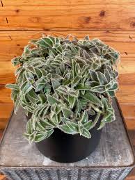 Image result for Cyanotis