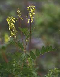 Image result for Astragalus atropilosulus