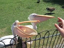 We did not find results for: Pelicans In St James Park St James Park Saint James London