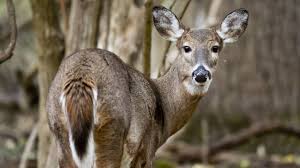 Rhode island department of environmental management: Hunting Licenses To Go On Sale June 14 Wpxi