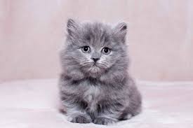 Oriental cats are highly active and busy cats. Romio Munchkin In A Blue Color Highland Male Munchkin Kitten For Sale In Florida United States Prof Munchkin Kitten Munchkin Kittens For Sale Munchkin Cat