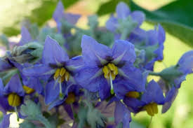 Image result for Solanum sp. B