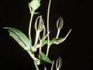 Image result for Ceropegia spatuliloba