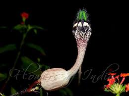 Image result for Ceropegia incana