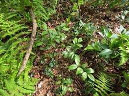 Image result for Deverra burchellii