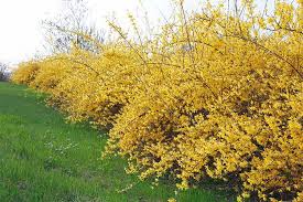 The Best Shrubs For Creating Hedges Gardener S Path