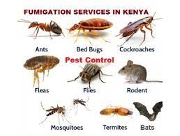 Bed bug extermination experts, cockroach extermination experts, rodent control. Nairobi Fumigation Of Bedbugs And Cockroaches Posts Facebook