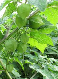 Image result for Physalis pubescens