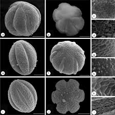 Image result for Alvesia clerodendroides