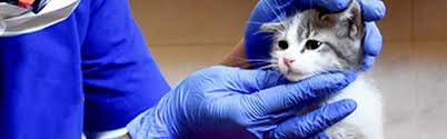 Can i get a stray cat neutered for free. Tnr Program Of Abu Dhabi Emirate Abu Dhabi Animal Shelter