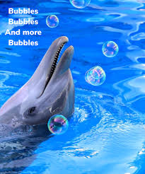 Pin By Anjo Amika On Delfenoj Delfinek Dolphin Photos Clearwater Marine Aquarium Dolphin Tale