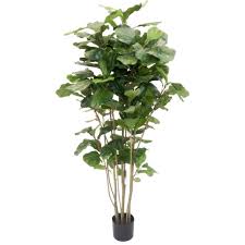 I've probably done everything wrong with this tree at some time or another. Faux Fiddle Leaf Fig Tree Various Options Flux Boutique