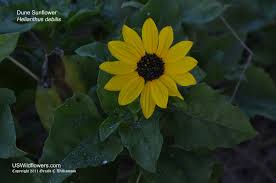Image result for Helianthus debilis