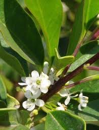 Image result for Ilex mitis