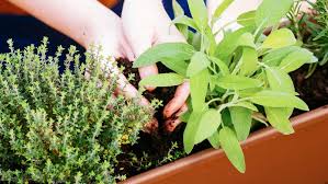 Entretien facile de vos plantes: 4 Herbes Aromatiques A Cultiver Au Balcon Cet Ete