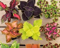 Hình ảnh về Cây lá gấm  Cây lá màu