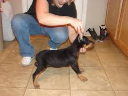 Check spelling or type a new query. Ckc Doberman Puppies Due In The Fall 2012 For Sale In Rockingham North Carolina Classified Americanlisted Com