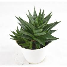 Le cose belle della vita sono come i fiori delle piante grasse, non pensi mai che dalle spine possa spuntare. Vendita Pianta Aloe Aristata Piante Grasse Mondo Piante