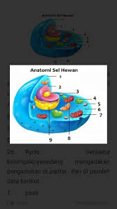 Check spelling or type a new query. Perhatikan Gambar Sel Hewan Di Bawah Ini Bagian Sel Yang Berfungsi Sebagai Pengatur Aktivitas Sel Brainly Co Id