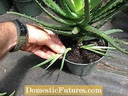 Check spelling or type a new query. Propagating Aloe Vera Rooting Aloe Vera Cuttings O Paghihiwalay Sa Aloe Pups Hardin 2021