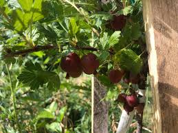 Image result for Metasphaeria diplodiella