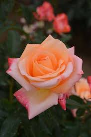 Check spelling or type a new query. Peach Color Flowers Added A New Peach Color Flowers