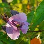 Image result for Wajira grahamiana