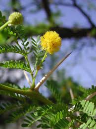 Image result for Acacia karroo