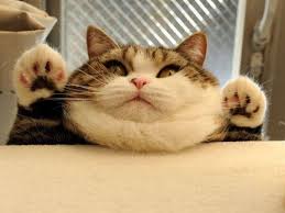 17 Cats Who Need To Get A Grip Funny Cat Photos Funny Cat Pictures Animal Captions