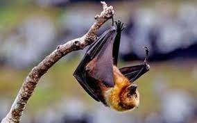 Baobab fruit is edible, and baobab seed powder is used in foods because of its nutrients, possible health benefits, and as a natural preservative. What Is The Connection Between Fruit Bats And Nipah Virus The Hindu