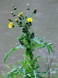 Image result for Sonchus schweinfurthii