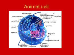 This effect is additive to the activity of insulin. Unit B Cell Structure Animal Cell Liver Cell Cell Membrane Ppt Download