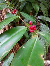 Image result for Erythroxylaceae