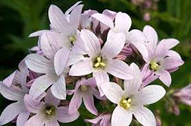 Campanula Lactiflora Loddon Anna Campanula Plants Growing Plants From Seeds