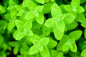 If you are sharing french fries with tomatoes. Mint Poisoning In Cats Symptoms Causes Diagnosis Treatment Recovery Management Cost