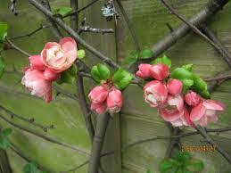 We did not find results for: Chaenomeles Falconnet Charlet Flowering Quince Japonica Brenlissa Online Nursery