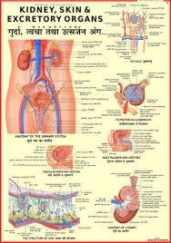 Kidney Skin Chart