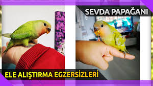 yavru sevda papagani ele alistirma youtube papagan elsa egitim