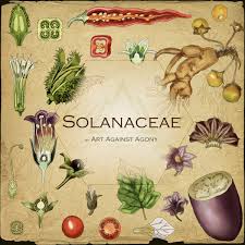 Image result for Solanaceae