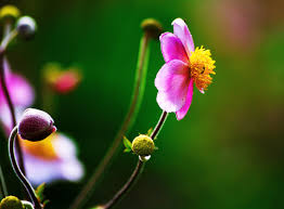 Trova video stock, filmati in 4k e altri filmati hd di fiori su istock. Flower 4k Ultra Hd Wallpaper Background Image 4547x3353 Id 798049 Wallpaper Abyss