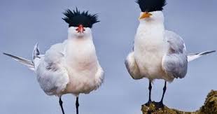 Weird Bird From Finding Dory Funny Bird Jokes Funny Bird Pictures Funny Birds Beautiful Birds