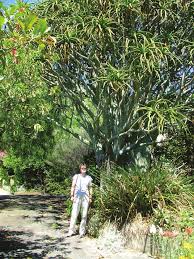 Image result for Aloidendron barberae