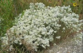 Image result for Asterochaete