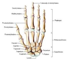 Maybe you would like to learn more about one of these? Fungsi Tulang Telapak Tangan