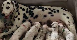 Dalmatian S Big Belly Fooled Vets But They Never Expected Her Pregnancy To Break Records